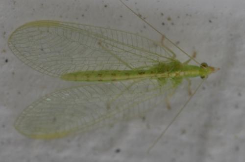 Chrysoperla sp.